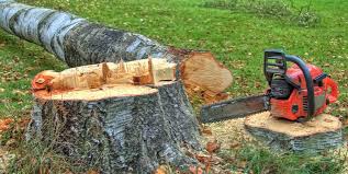 Best Tree Removal Services  in Honesdale, PA